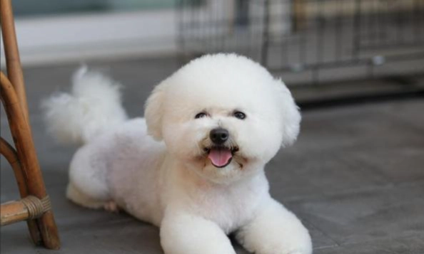 狗吃豬骨頭風險 狗吃豬骨頭風險