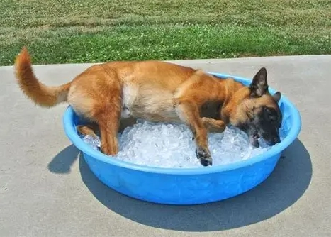 狗狗吃冰塊安全