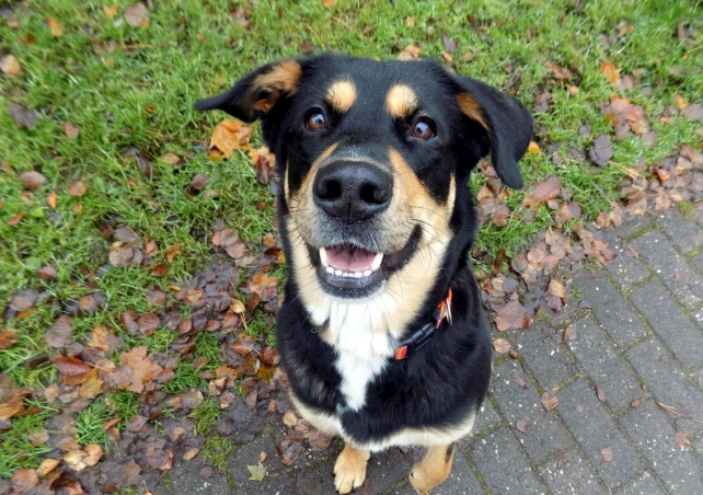 狗中毒預防 狗中毒預防