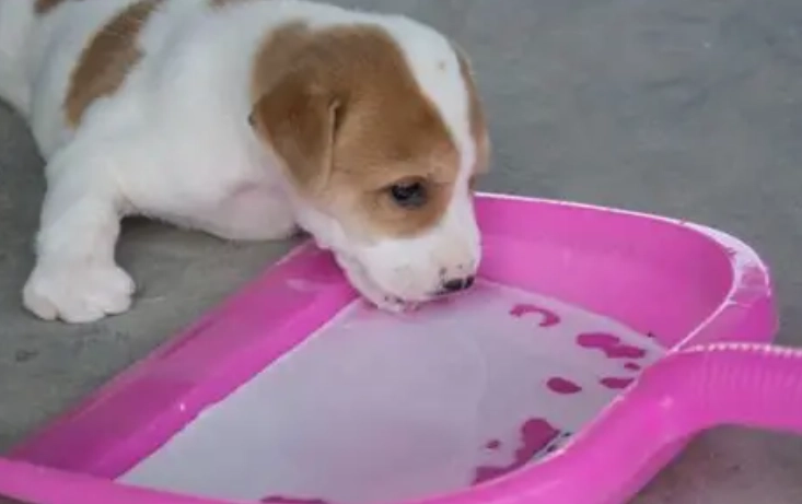 羊奶對狗過敏 羊奶對狗過敏