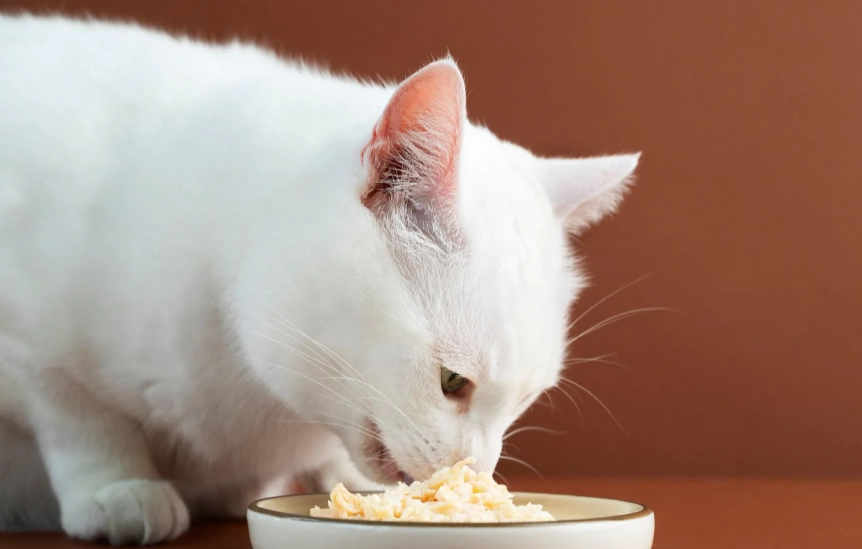 寵物貓飲食禁忌 寵物貓飲食禁忌