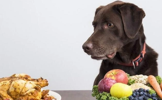 狗可以吃的蔬菜