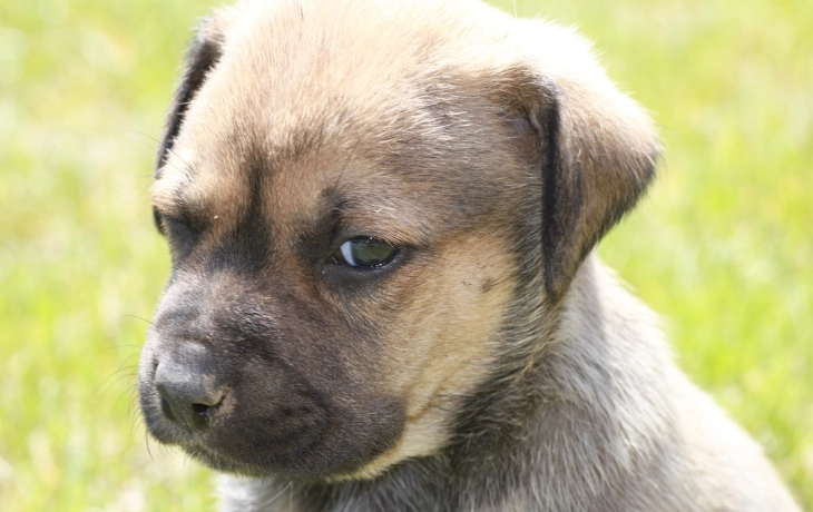 狗中毒處理 狗中毒處理