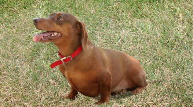 杏子对狗有害吗