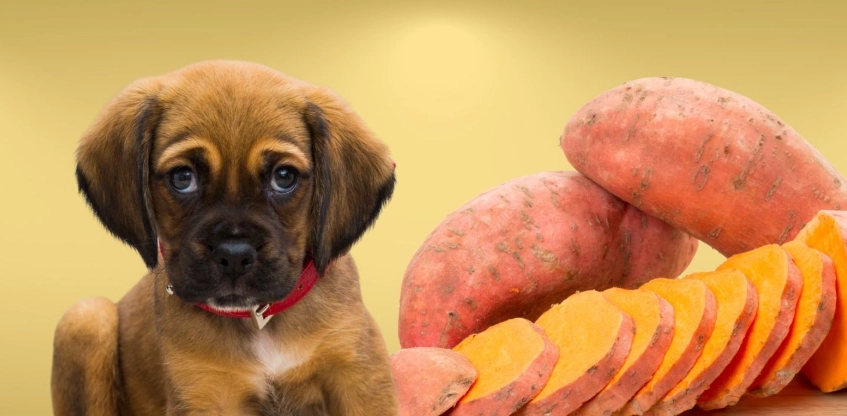 狗狗地瓜食用量