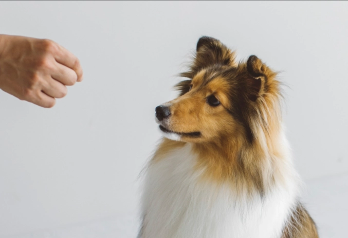 狗狗乱大便原因