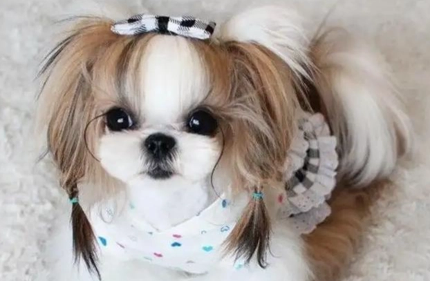 生骨頭餵食 生骨頭餵食