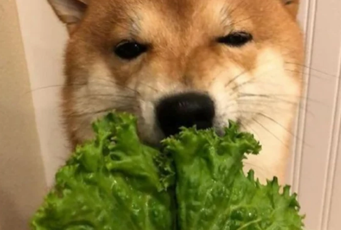 狗狗吃生菜