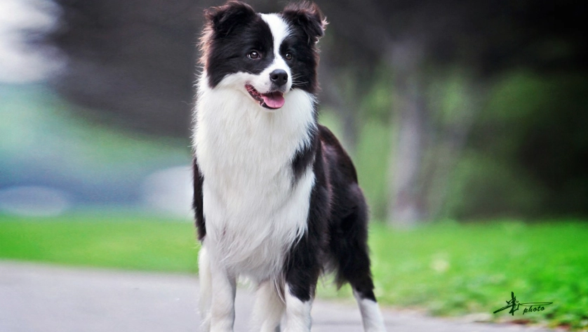 益力多對狗有害嗎