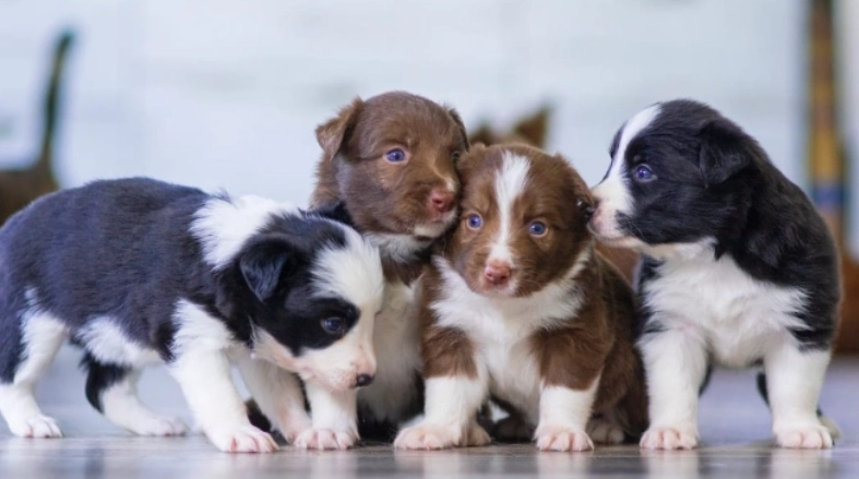 寵物羊奶粉安全 寵物羊奶粉安全