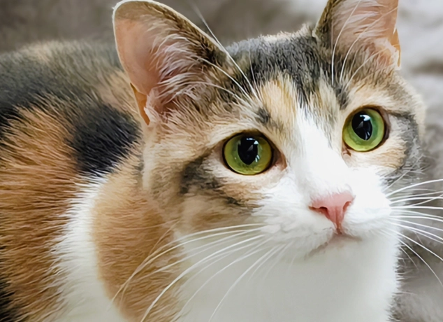 貓咪食物中毒處理