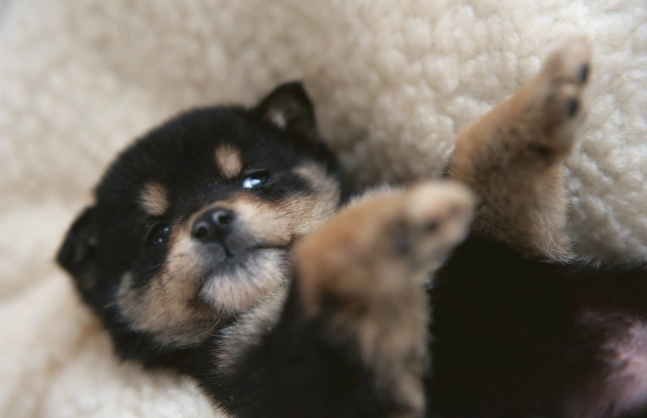 老鼠藥中毒症狀 老鼠藥中毒症狀