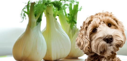 狗吃洋蔥症狀