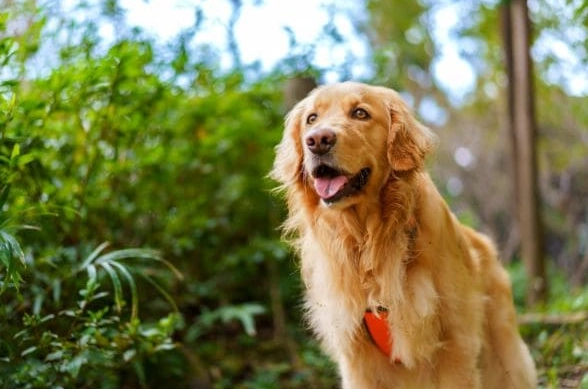 狗狗蛋糕安全嗎