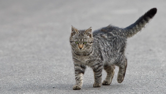 如何預防貓咪吃鹽