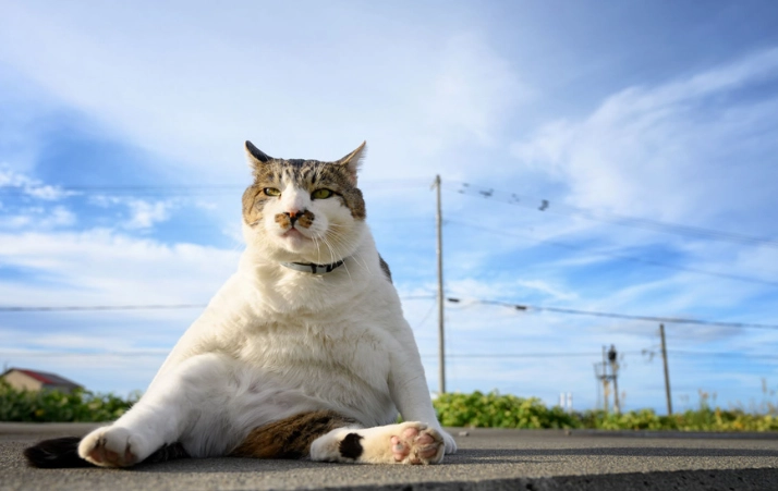 貓咪中毒症狀 貓咪中毒症狀