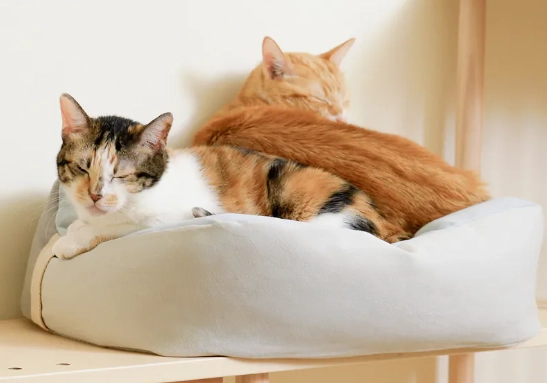 貓咪可以吃優格嗎