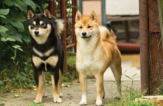 狗皮膚過敏治療