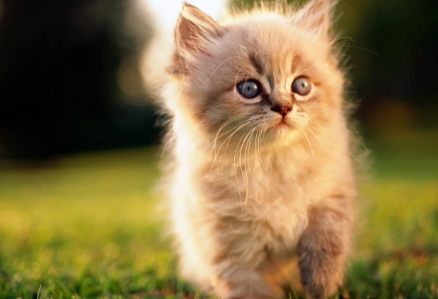 貓咪吃藥急救 貓咪吃藥急救