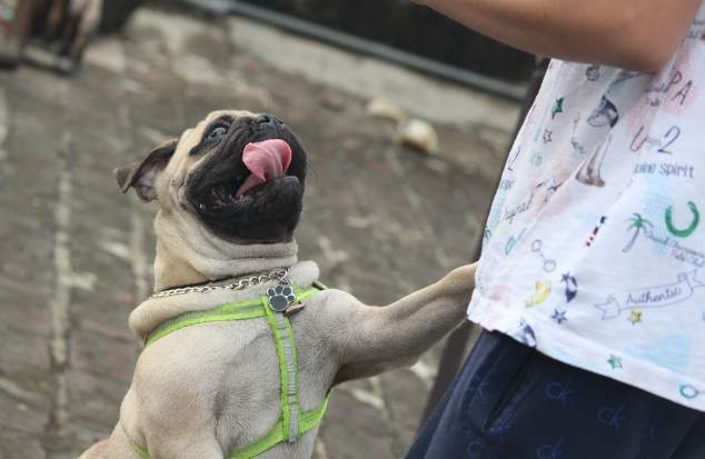 寵物雞蛋餵食風險