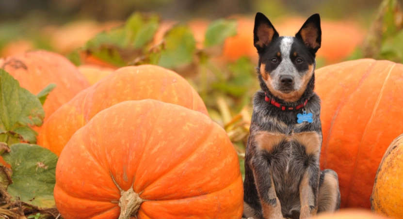 狗南瓜食譜 狗南瓜食譜