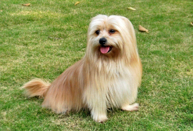 狗狗吃車厘茄安全嗎 狗狗吃車厘茄安全嗎