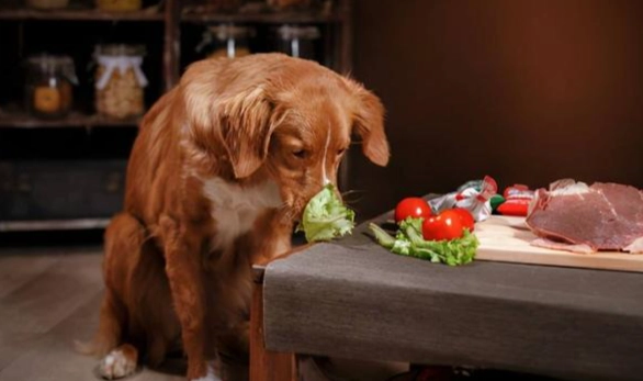 狗狗可以吃菠菜嗎