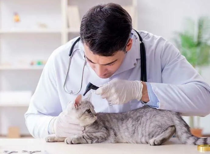 貓咪吃蟹肉安全嗎