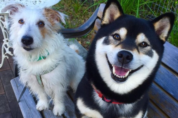 狗狗過敏怎麼辦