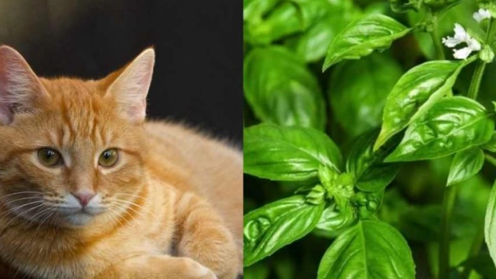 貓吃地瓜葉 貓吃地瓜葉