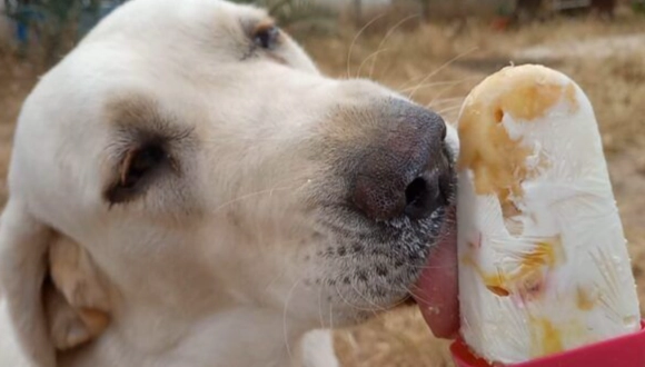 寵物飲食禁忌 寵物飲食禁忌