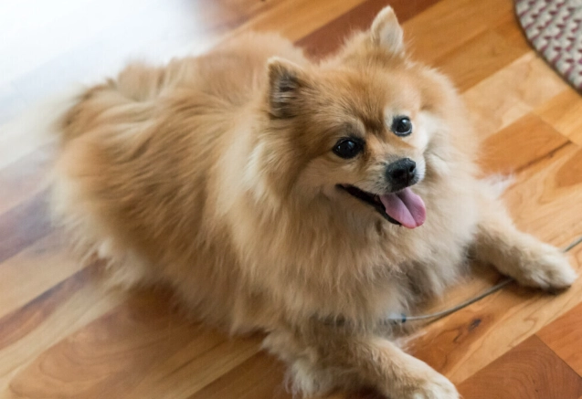 狗狗中毒怎麼辦 狗狗中毒怎麼辦