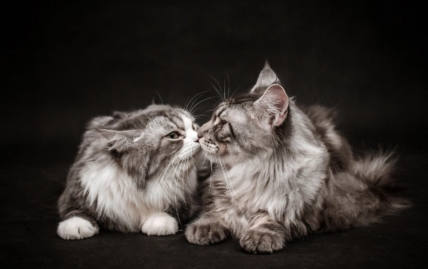 貓咪吃人食症狀