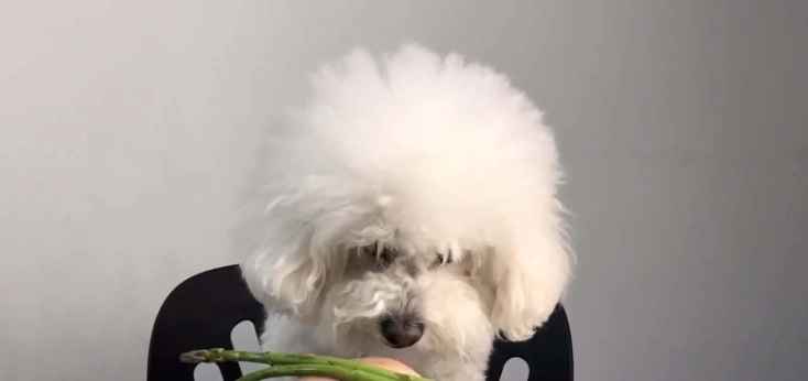 狗狗飲食安全 狗狗飲食安全