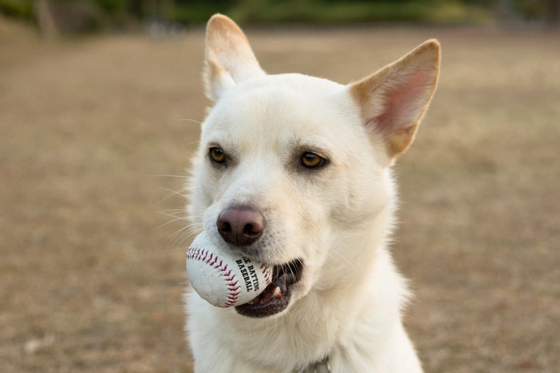 狗狗吃昆布安全嗎