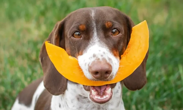 狗南瓜食譜 狗南瓜食譜