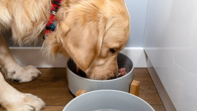 羊奶對幼犬安全嗎