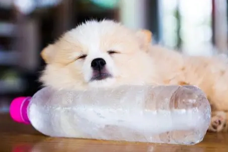 狗狗吃冰塊風險