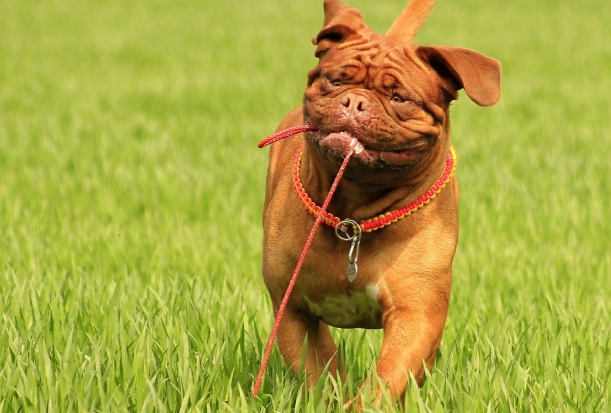 狗狗中毒怎麼辦 狗狗中毒怎麼辦