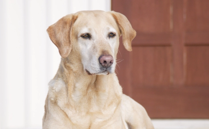 狗飲食蘋果注意事項