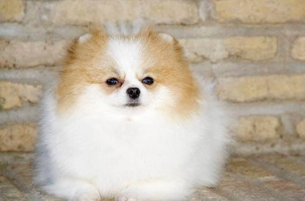 水果幫助狗狗便秘 水果幫助狗狗便秘