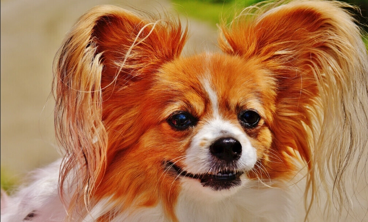 狗酒精中毒處理