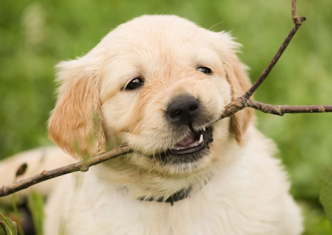 狗狗安全清潔方法 狗狗安全清潔方法