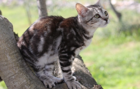 貓咪飲食禁忌 貓咪飲食禁忌