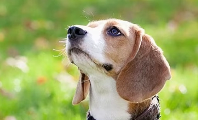 狗吃優格安全嗎