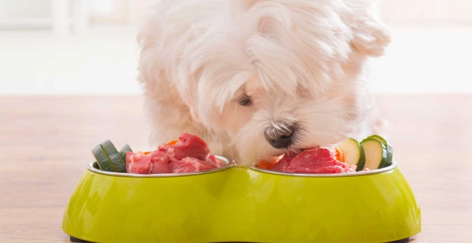 寵物營養師培訓