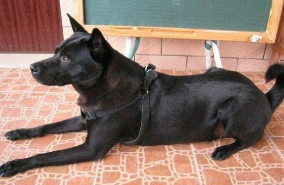 寵物過敏症狀 寵物過敏症狀