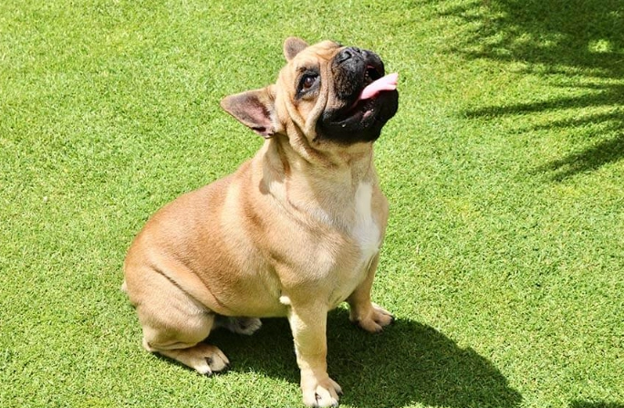 優格對狗狗的益處