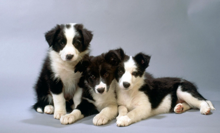 狗狗優格牌子推薦