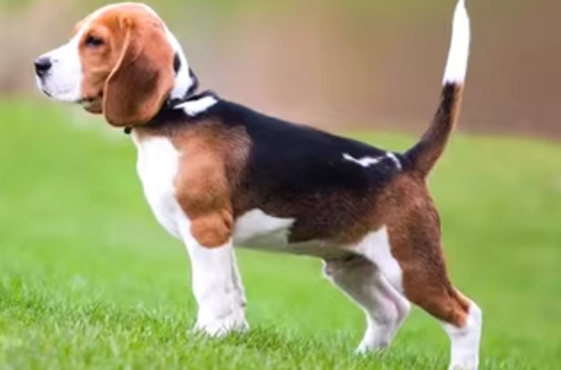 優格對狗狗的益處